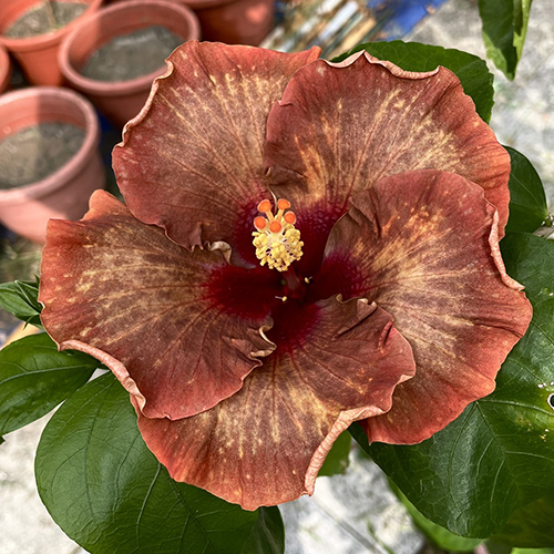 Taiwan Amberfall Stardrop